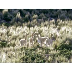  Vicuna, 3 Week Old Babies Group Together, Peruvian Andes 