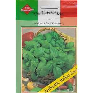  Genovese Basil Basilico   4000 Seeds   Taste of Italy 