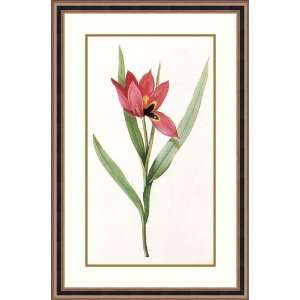  Tulipa Oculis Solis by Pierre Joseph Redouté   Framed 