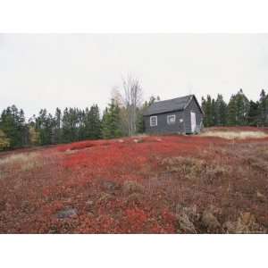  A Blueberry Field with a Tiny House Along Maines Route One 
