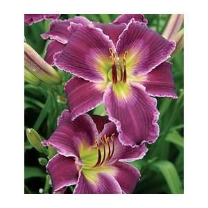  Hemerocallis Indian GiverFall Shipped Patio, Lawn 