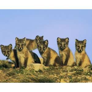   , Group of Curious Young Foxes, 16 x 20 Poster Print