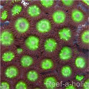 RAH Live Coral WYSIWYG Zoas / Zoanthids B53  