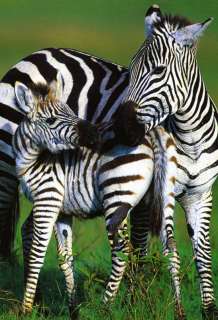 Mother & Baby Zebra Poster, African Wildlife, Zebras  