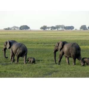  Elephants and their Young, Chobe National Park, Botswana 