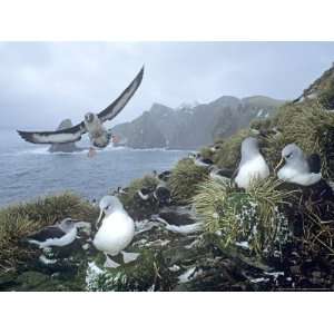  Grey Headed Albatross, Diomedea Chrysostoma, South Georgia 