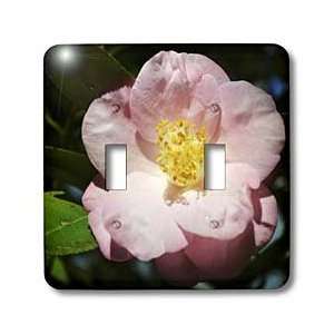 WhiteOak Photography Camellias   Pink Camellia Flower   Light Switch 