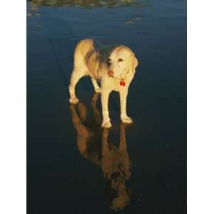  A Dog and its Reflection Shine in the Afternoon Sunlight 