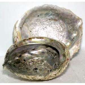 Abalone Shell Incense Burner