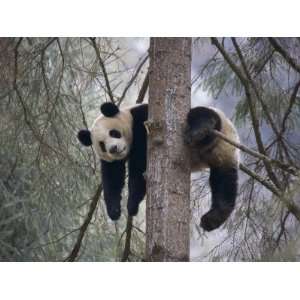  China, Sichuan Province, Wolong, Giant Panda Climb on Tree 
