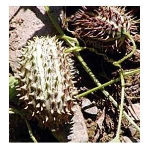 Hedgehog Gourd 10 Seeds   New   Rare Patio, Lawn & Garden