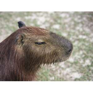  Capybara, Largest Rodent, , Peru Photos To Go 