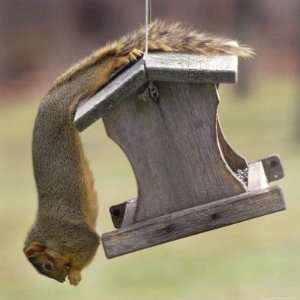 An Acrobatic Squirrel Enjoys the Contents of a Feeder While Hanging 
