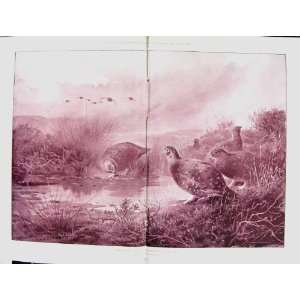  Damaged Print 1901 Grouse Birds Drinking Pool Archibald 