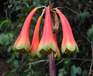 Rare Cyrtanthus obliquus   Beautiful Amaryllis relative  