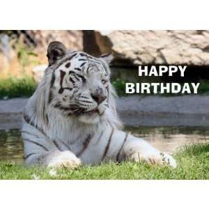 White Tiger Birthday Card