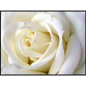  Rose White Postage