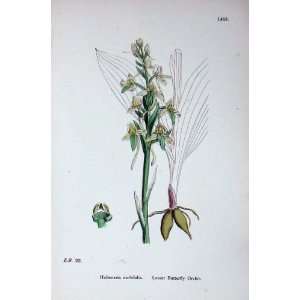  Lesser Butterfly Orchis Botany Plants C1902 Flowers