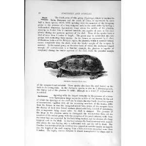  CHAIBASSA TERRAPIN NATURAL HISTORY 1896 TURTLE PRINT