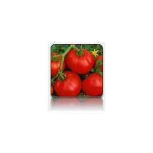    Ace 55 Tomato Seed   250mg Seed Packet Patio, Lawn & Garden