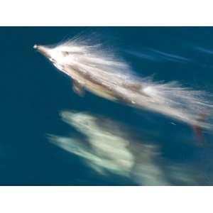 Long Beaked Common Dolphin Surfacing, Baja California, Sea of Cortez 