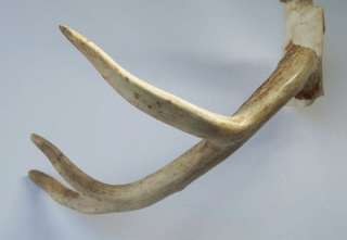 Maine WHITETAIL DEER BUCK ANTLERS 6 Point Stag Horns Mount Rack  