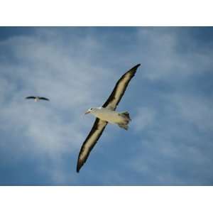  Black Browed Albatrosses, Thalassarche Melanophrys, Above 