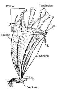 classification phyllum cnidaria cnidaria class scyphozoa order genus 