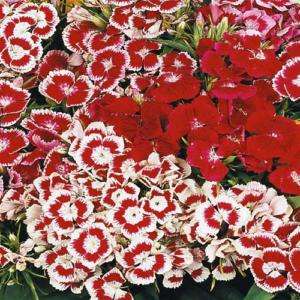 Wee Willie Sweet William Mix Dianthus annual 100+ seeds  
