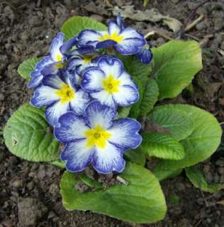 S101 Primula acaulis Hybrid Primrose Polyantha Gigantea 300 Flower 