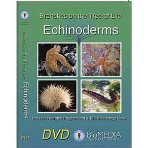 Branches on the Tree of Life Echinoderms DVD  Industrial 