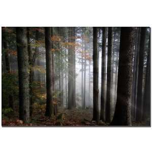  Philippe Sainte Laudy  Light Forest 