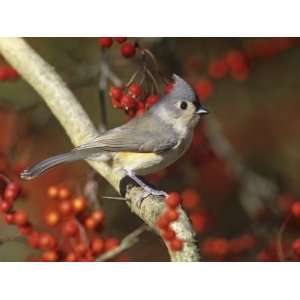  Tufted Titmous (Baeolophus Bicolor) in a Hawthorn Tree 