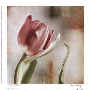  Tulip Front Finest LAMINATED Print Judy Mandolf 7x7