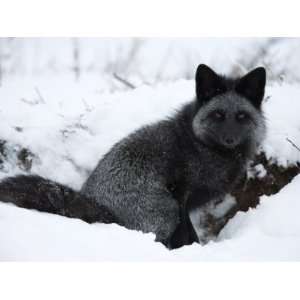  Silverfox (Red Fox) (Vulpes Vulpes), Churchill, Hudson Bay 