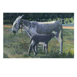  New Mexico, View of a Mother Donkey Nursing Her Foal 