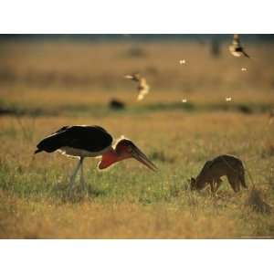 Jackal and Marabou Stork Foraging in the Grass Premium Photographic 