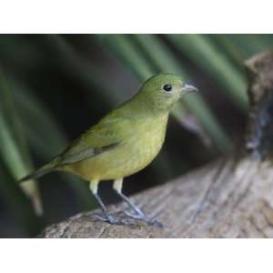  A Female Painted Bunting, Passerina Ciris, Eastern USA 