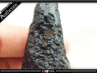 44.1g Giant Big Head Teardrop Tektite(Meteorite)#mi95  