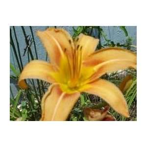  yellow rust bi color daylily 3 seeds Patio, Lawn & Garden