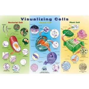 Visualizing Cells Chart  Industrial & Scientific