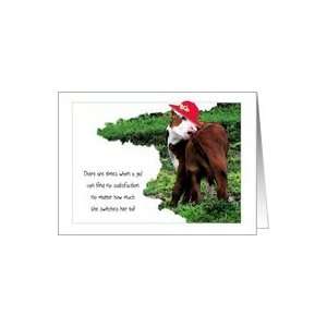 Birthday, Red Hat, Funny, Calf Wearing Red Hat With Daisies and Trying 