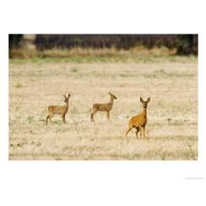  Roe Deer, Doe and Two Fawns in Fallow Field, UK Stretched 