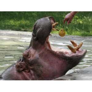 Keeper Feeds a Hippopotamus at the Kievs Zoo, Ukraine Animal 