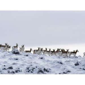 Pronghorn Antelope, Herd in Snow, Southwestern Wyoming, USA Premium 