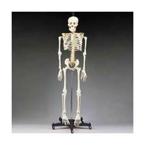  Budget Bart 4ft Skeleton with Stand (1st Quality) Health 