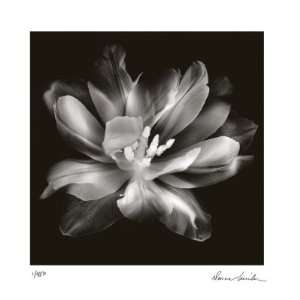  Radiant Tulip III by Donna Geissler, 18x18