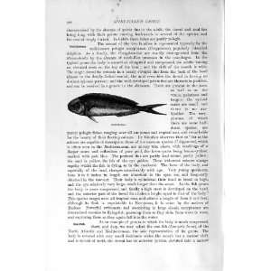   1896 CORYPHAENA SPINY FINNED FISH PRINT 