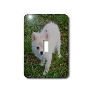 Rebecca Anne Grant Photography Dogs   White Cream Pomeranian Puppy 