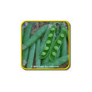  1 Oz Garden Pea Seeds   Mr Big Pea Bulk Vegetable Seeds 